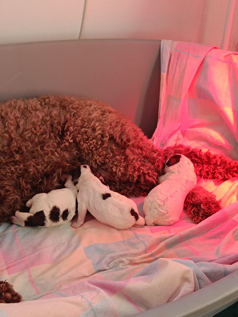 bébés Lagotto Romagnolo 